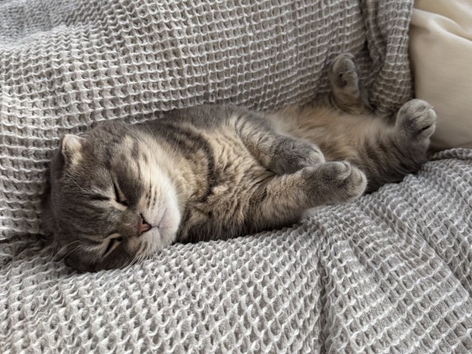 ベッドに寝転ぶマンチカン