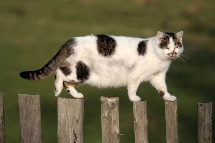 丸太の上を歩く猫