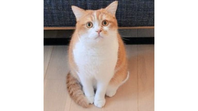 室内にいる猫