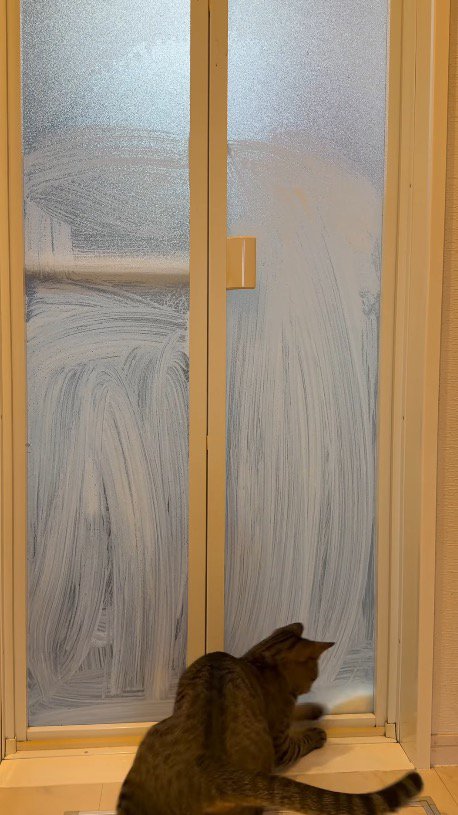 ドアの右に移動した飼い主の手を追いかける猫