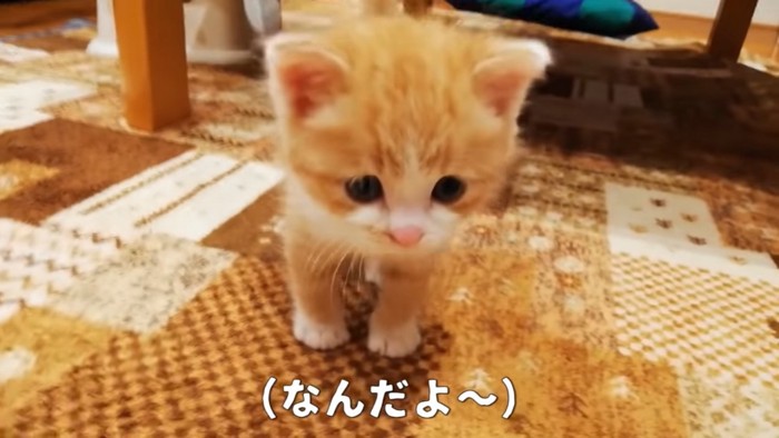 ；飼い主さんに向かって挑戦的な態度の猫