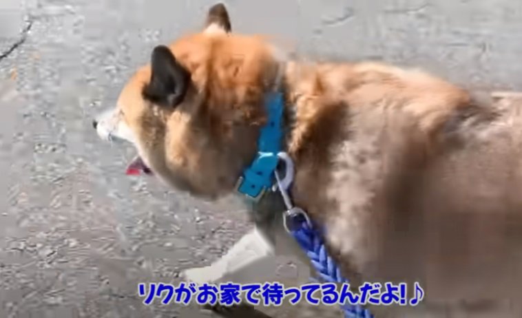 速足で歩く柴犬