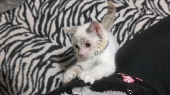 立つ子猫