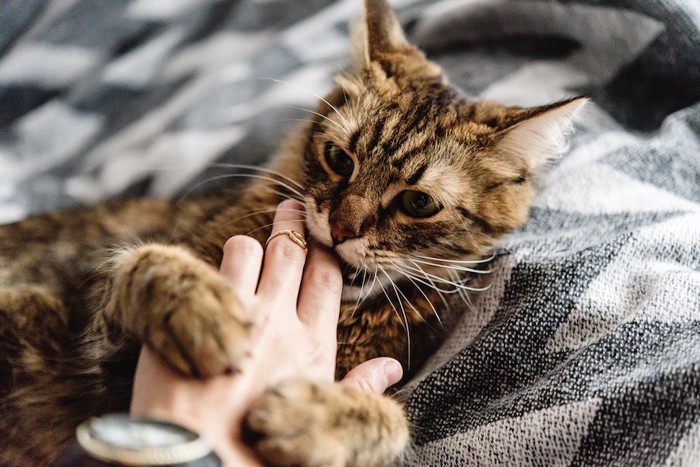 人の手に噛み付く猫