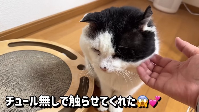 顔を触られる猫