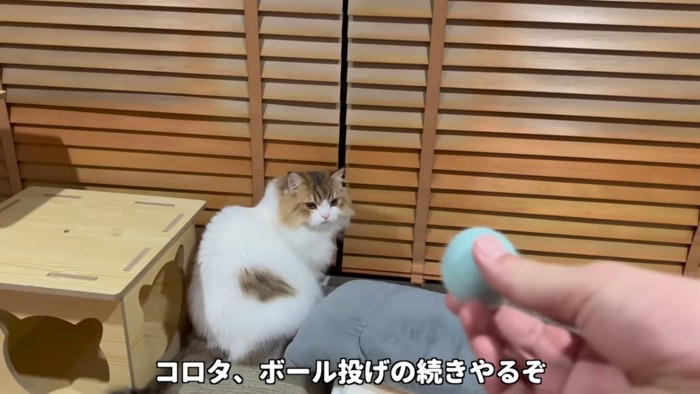 ブラインドに向かって座る猫