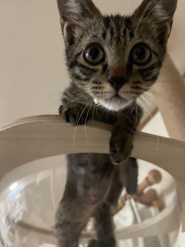 透明なボウルに入っている子猫