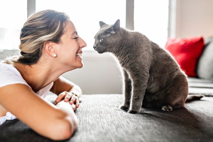 人の前に座る猫