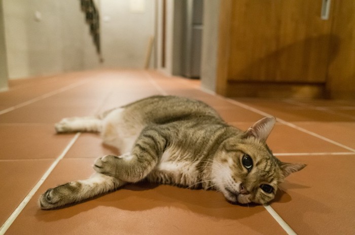 体調悪そうに寝転ぶ猫