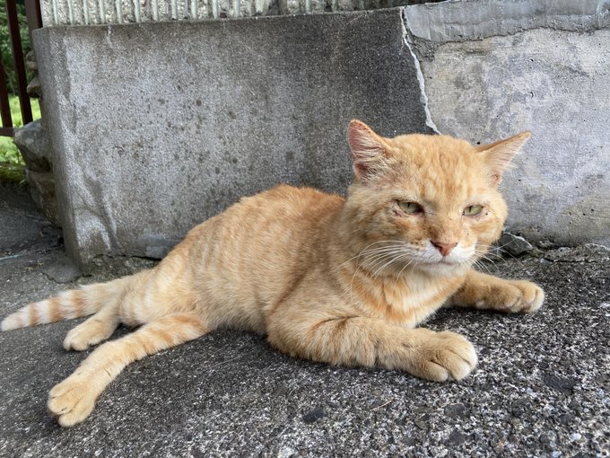 寝転がる猫