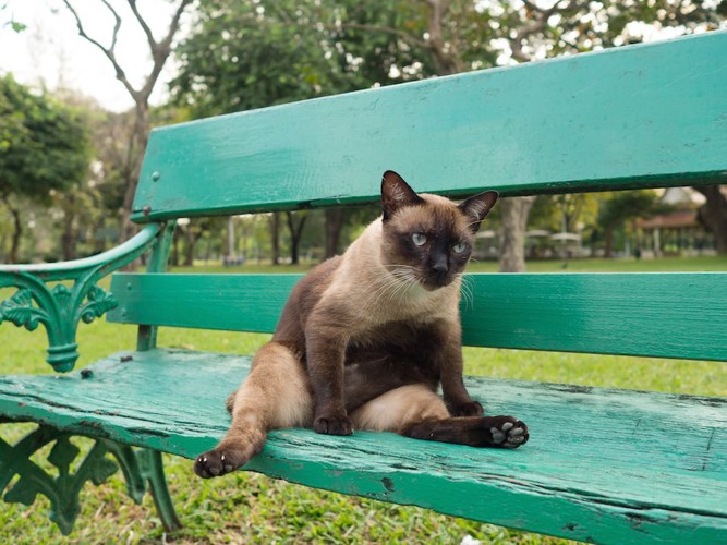 ベンチの上でくつろぐ猫