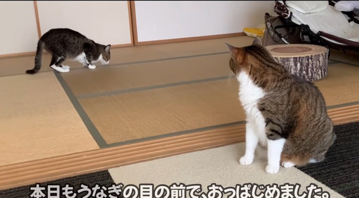 見つめる猫