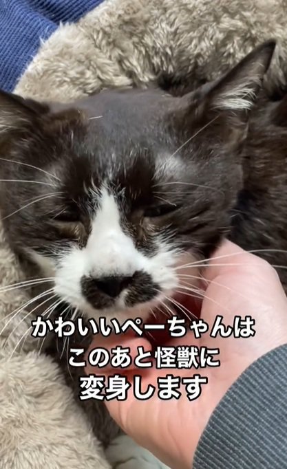 顎なで