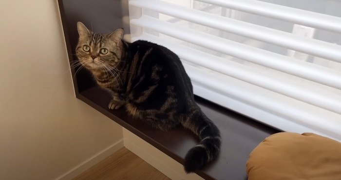 窓際に座って見上げる猫