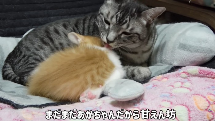 テロップ「まだまだあかちゃんだから～」