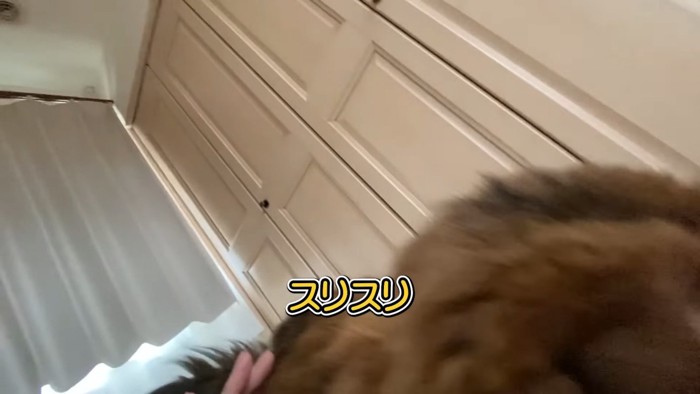 なでられる猫