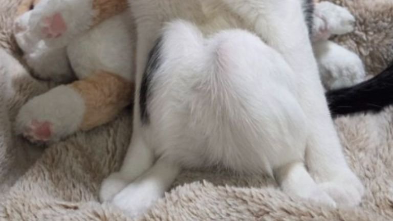 座っている猫
