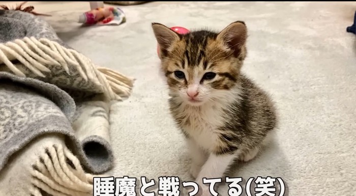 座っている猫