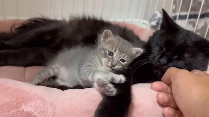 飼い主さんに撫でられるお母さん猫