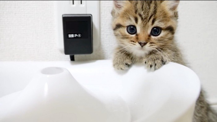 水飲みの容器に手を置いてカメラを見つめるキジトラの子猫