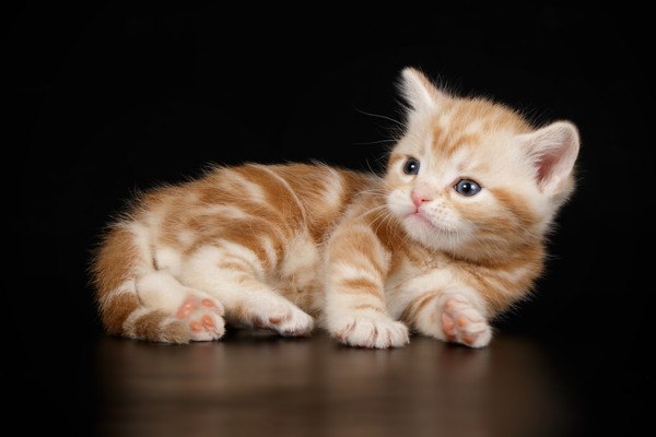 レッドタビーのアメリカンショートヘアの子猫