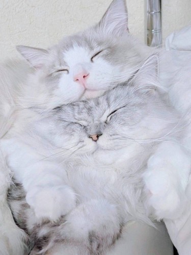 顔がつぶれた2匹の猫
