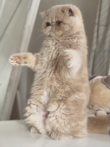 立ち上がる子猫