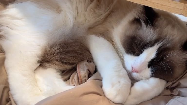 寝ている猫