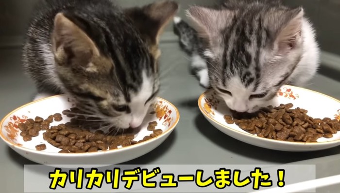 カリカリデビューの文字と子猫2匹