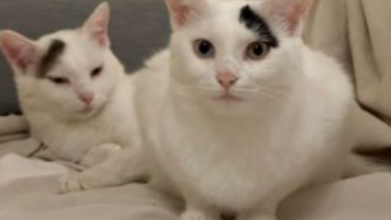 室内にいる猫