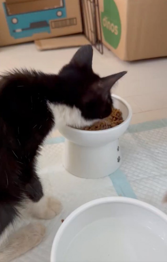 ご飯を食べる猫