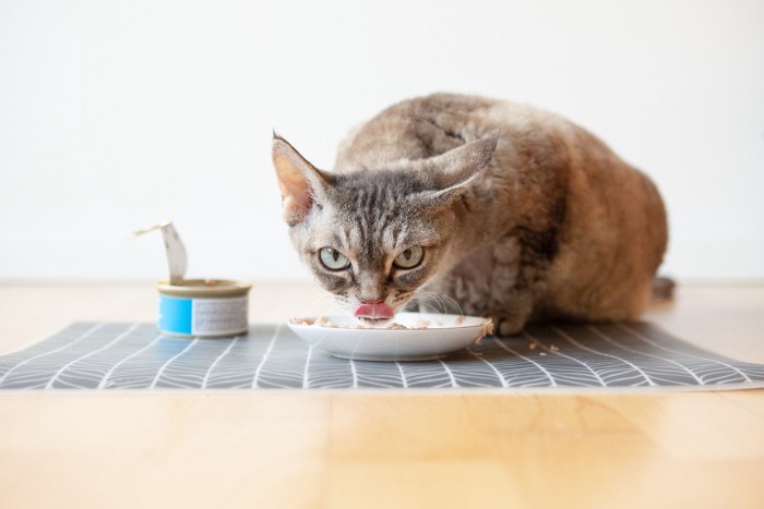 ウェットフードを食べる猫