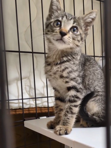 お座りする子猫