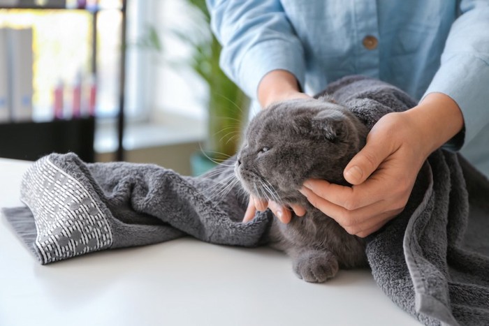 タオルに包まれて飼い主に撫でられている猫