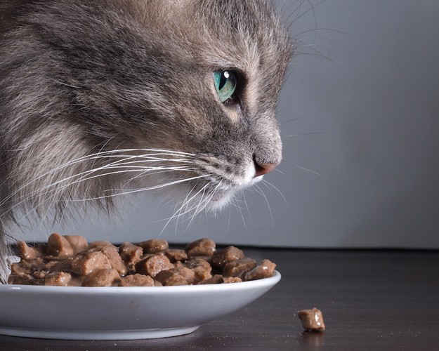 贅沢なフードを食べる猫