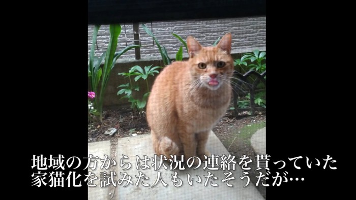 座る猫