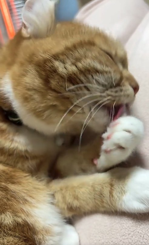 左前足の毛づくろいをしている猫
