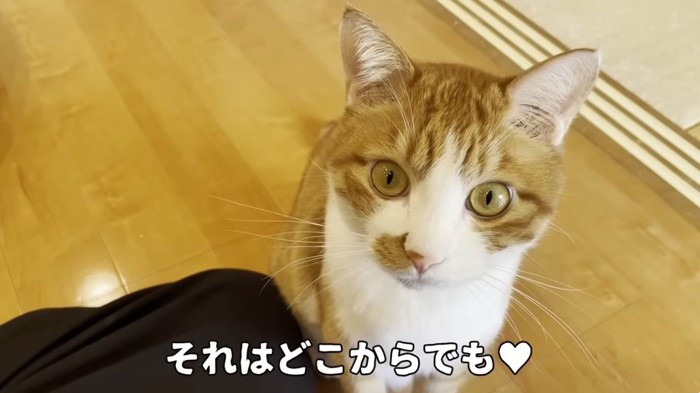 飼い主をみつめている茶トラ猫