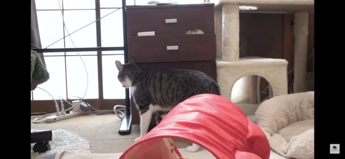 後ろが気になる猫