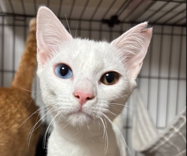 頬がこけている白猫