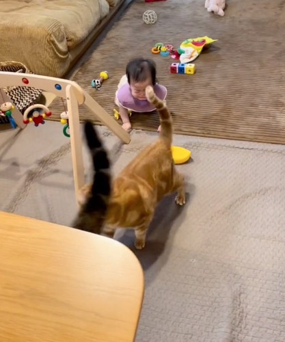 立ち去る猫たち