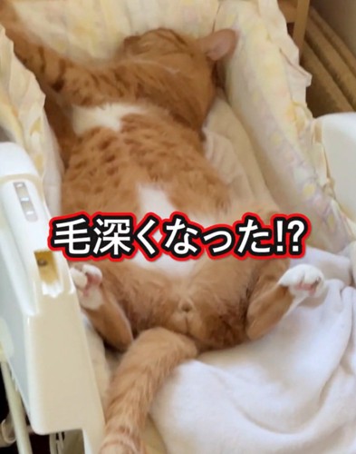 ベビーラックで寝る猫