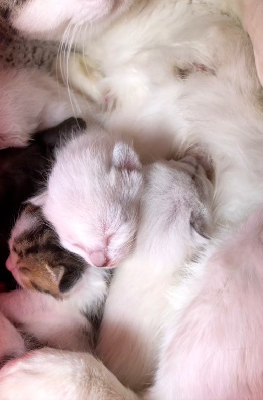 寝ている子猫たち
