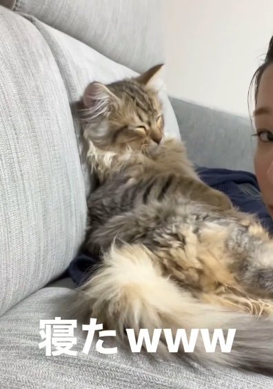 仰向けで眠る猫と正面を向く人（寝たwww）