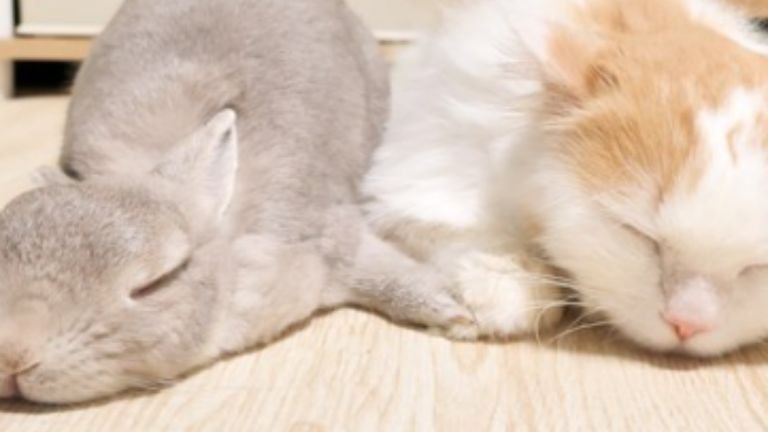 猫とウサギ