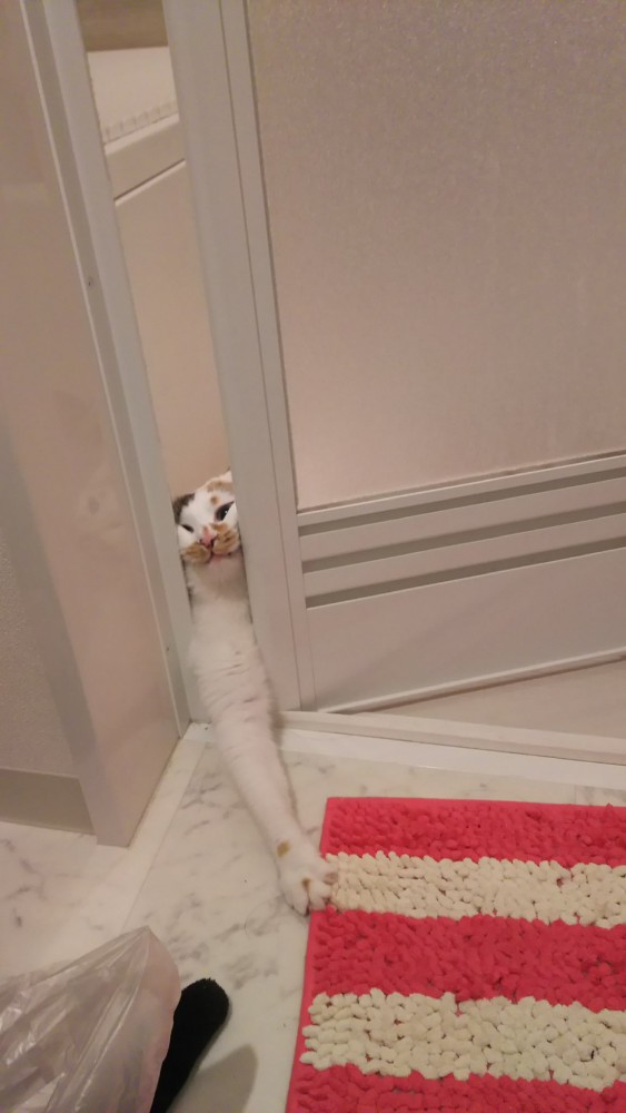 ドアの隙間から前足を伸ばす猫