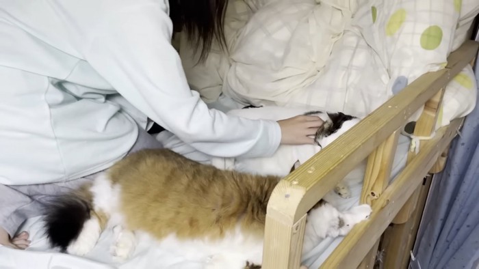 猫をなでる人