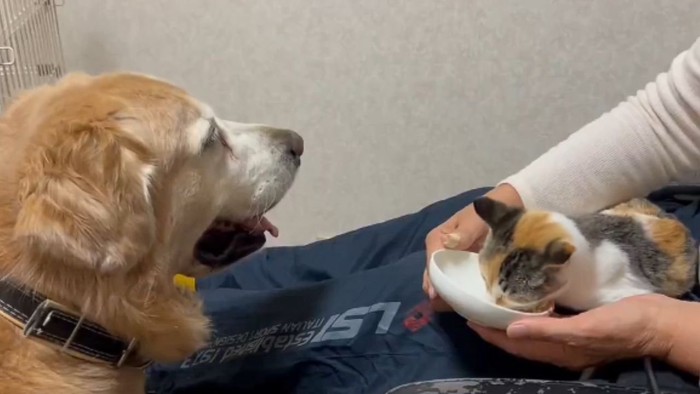 ご飯を食べる子猫を見守る大型犬