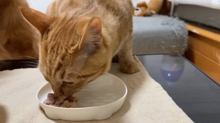 納豆を食べる猫