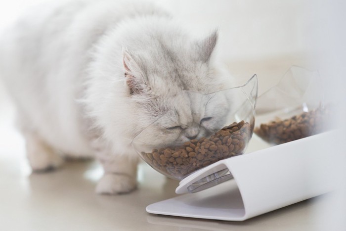 脚付フードボウルで食べる猫